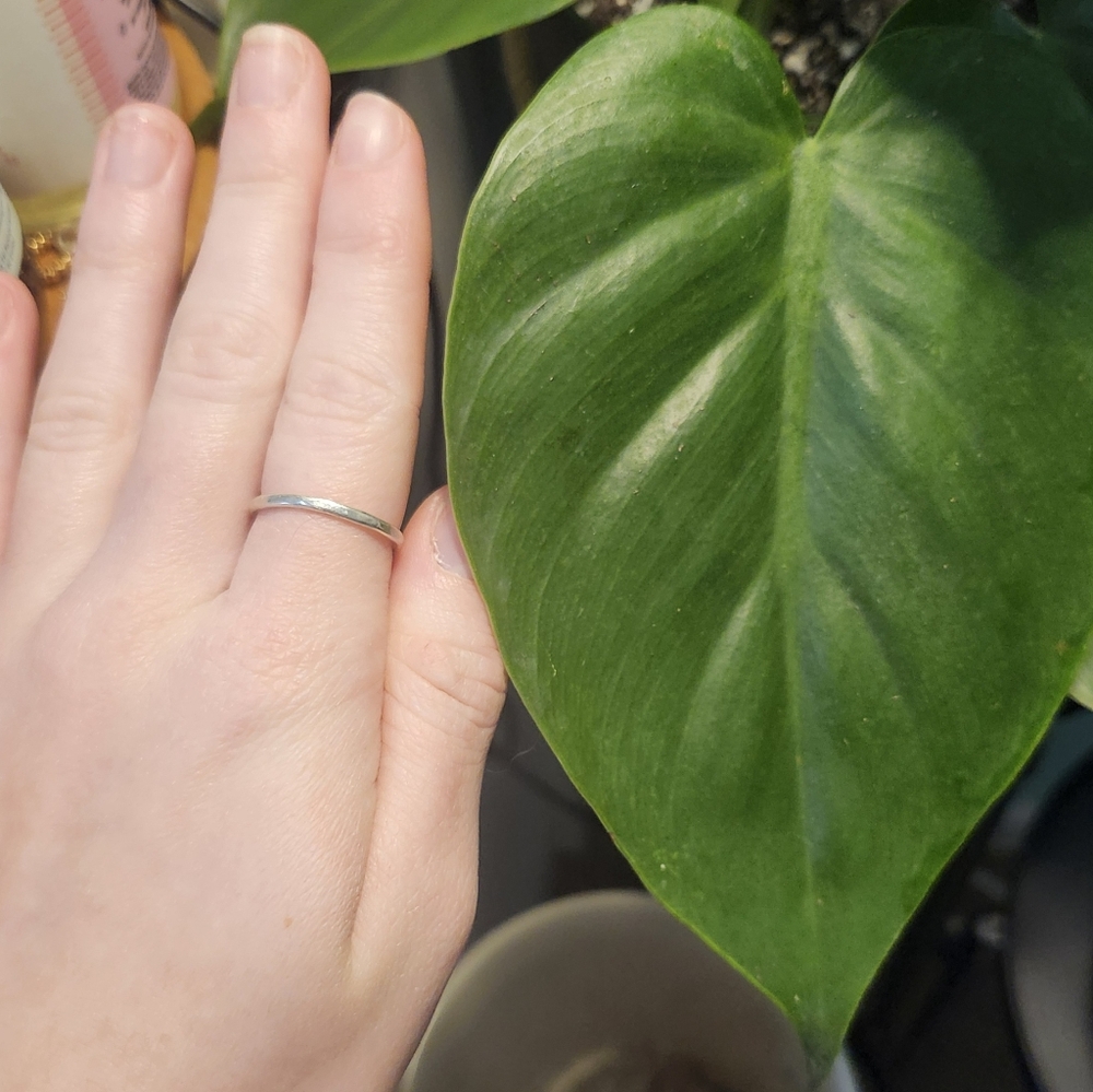 X2 🪴Heart Leaf Philodendron Cutting: One Node